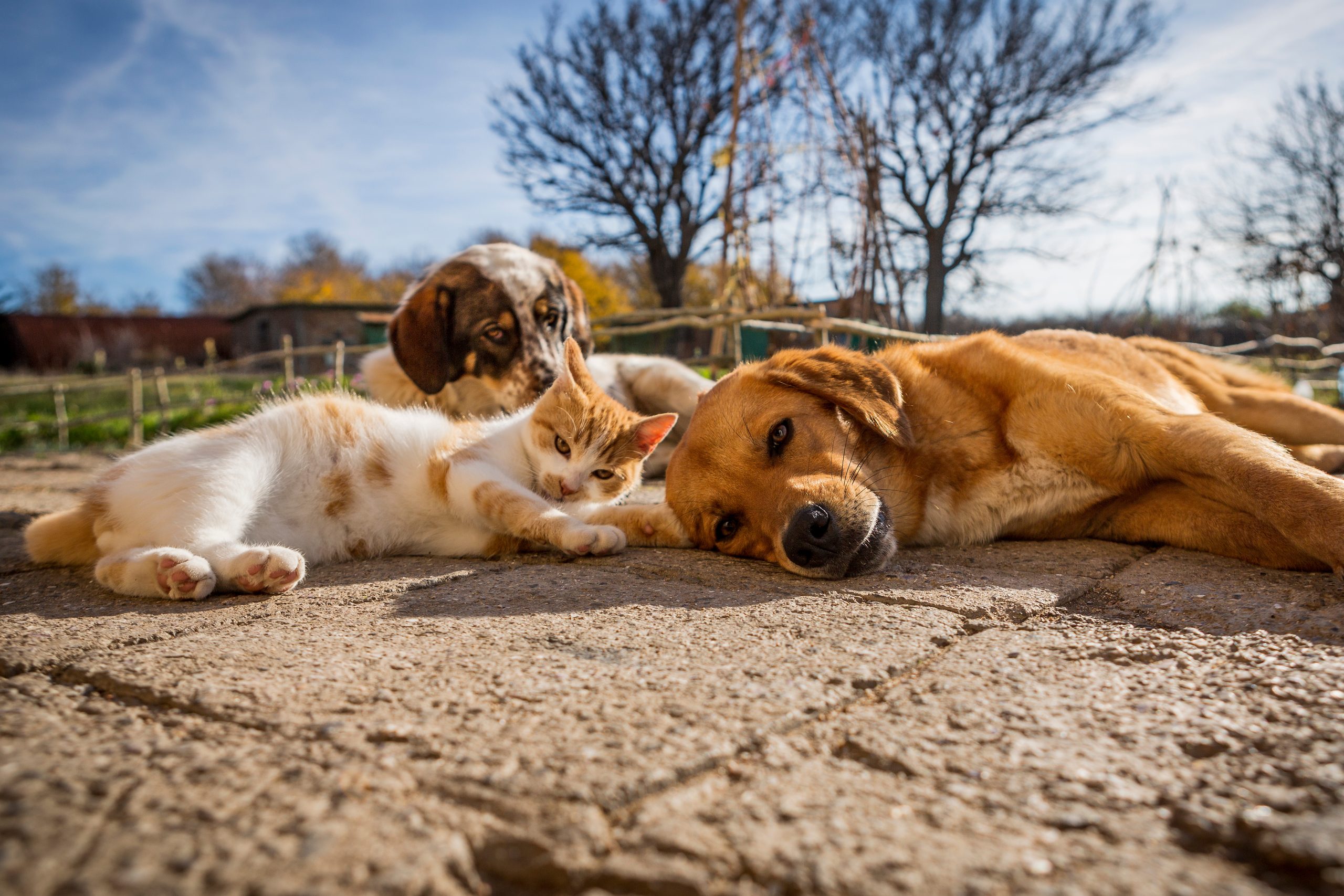 image of dog and cat vaccines in Clearwater, Florida